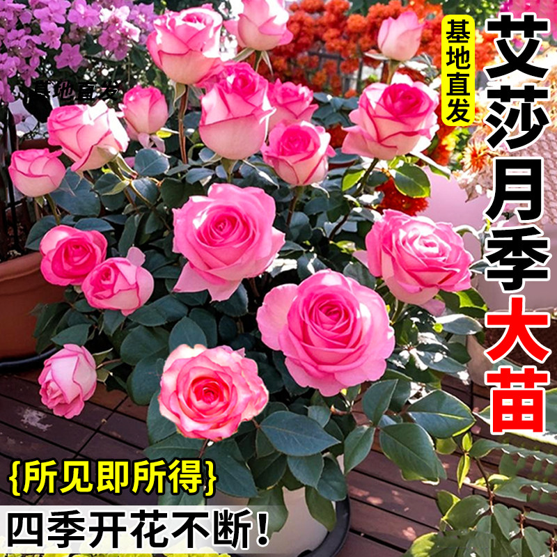 艾莎月季花苗玫瑰花树苗大花室内盆栽四季开花多头爱莎特大花浓香