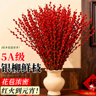 银柳鲜枝真花客厅年宵花摆件干花绿植火红招财鲜花室内红福桶批发