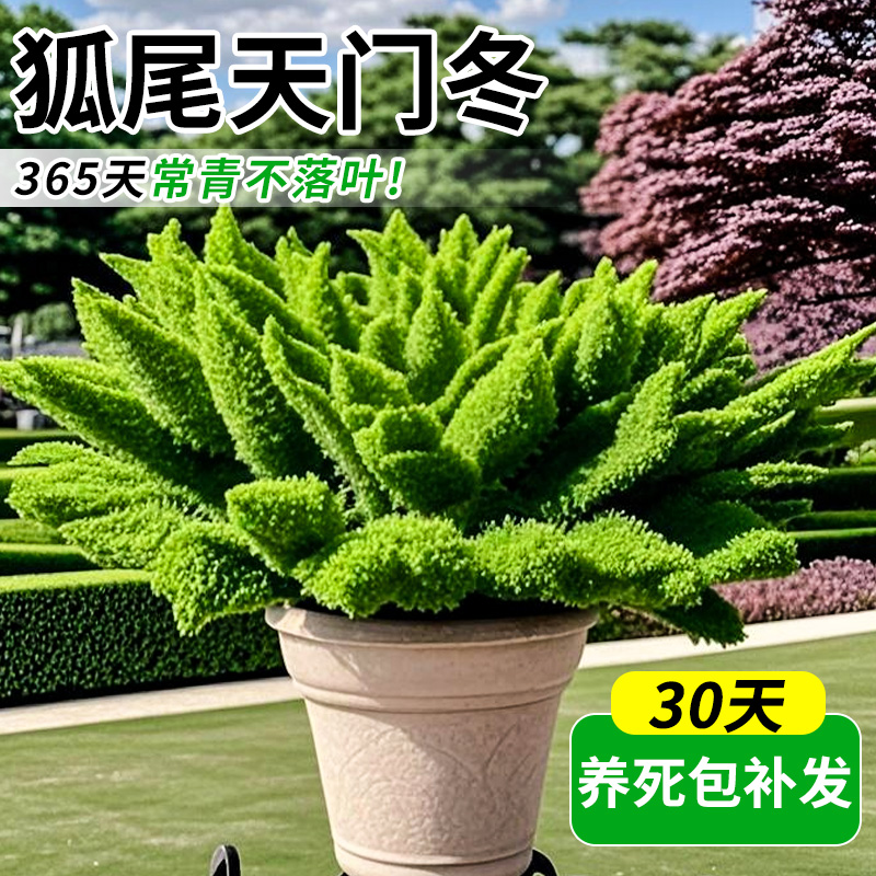 狐尾天门冬盆栽大苗庭院造景四季常青植物耐热九尾狐阳台好养活