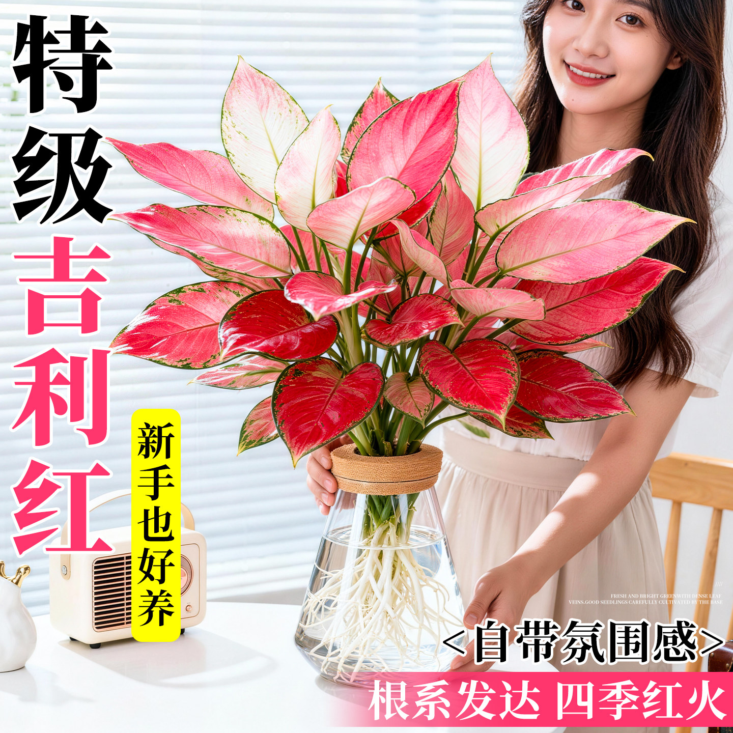 吉利红盆栽如意皇后花卉精品植物大颗中国红绿植过年水培红叶红花,鲜花速递/花卉仿真/绿植园艺,红掌/凤梨/温室花卉,淘宝优惠券,粉丝福利购,淘宝优惠卷