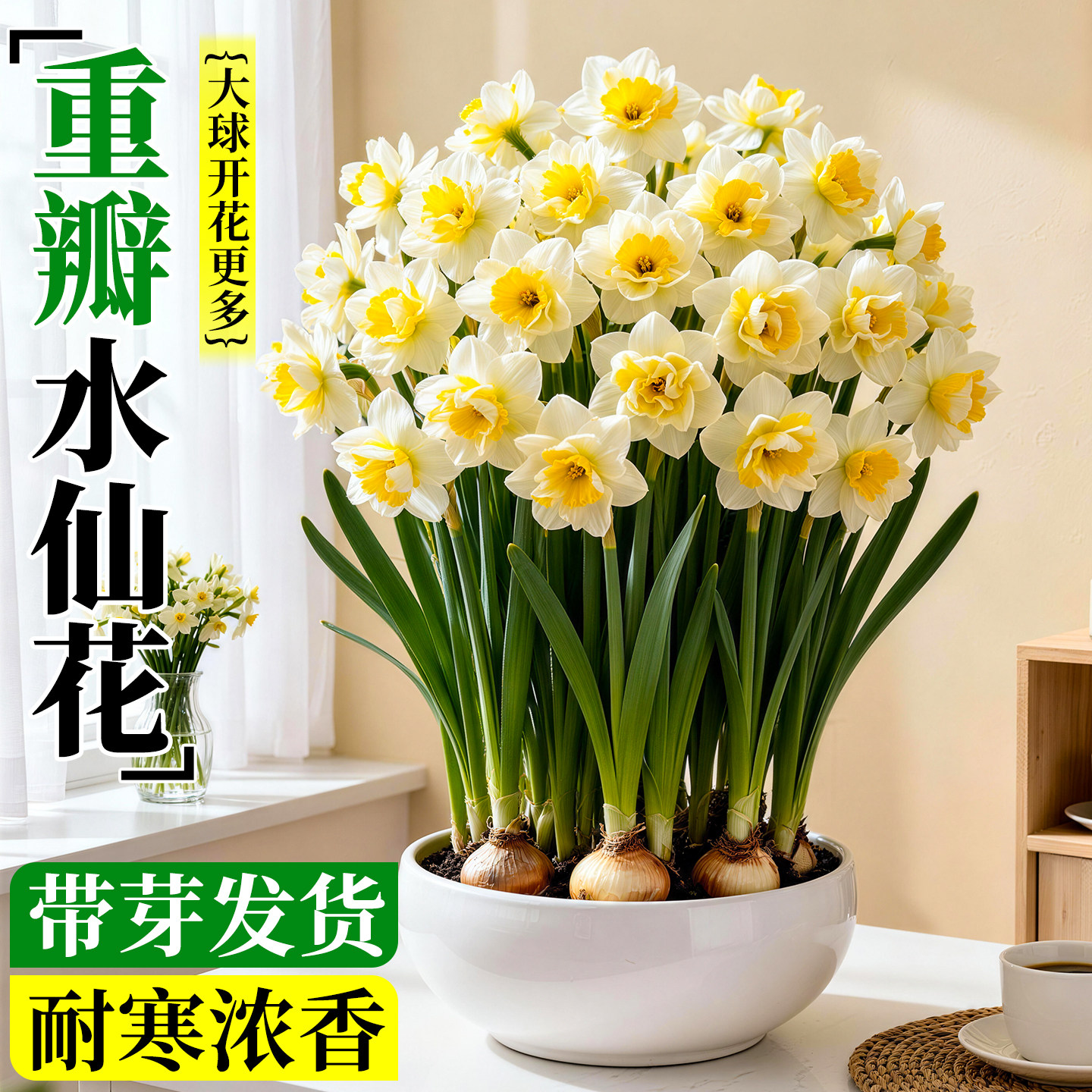 漳州重瓣水仙花种球水养秋冬球根花卉盆栽室内水培绿植好养带花苞,鲜花速递/花卉仿真/绿植园艺,水生植物,淘宝优惠券,粉丝福利购,淘宝优惠卷