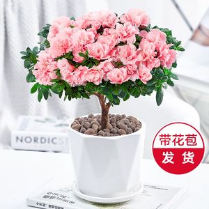 杜鹃花盆栽四季开花带花苞