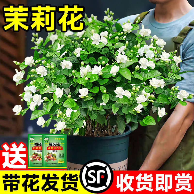 茉莉花盆栽带花苞室内办公室四季好养易活花卉阳台桌面开花绿植物