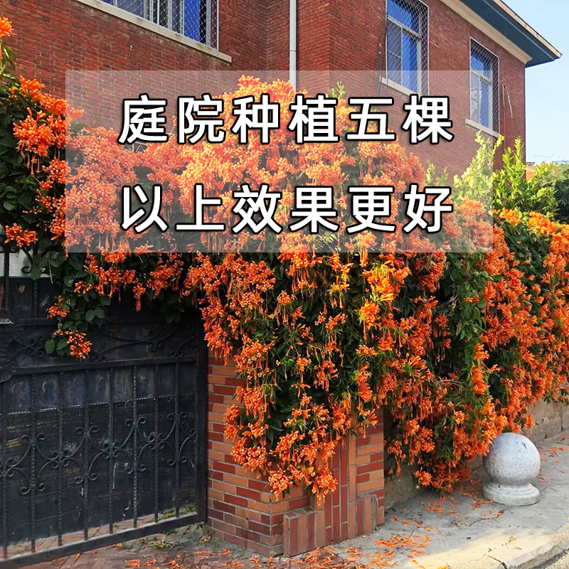【带花苞】炮仗花爬藤植物凌霄花大苗盆栽四季开花好养庭院花卉