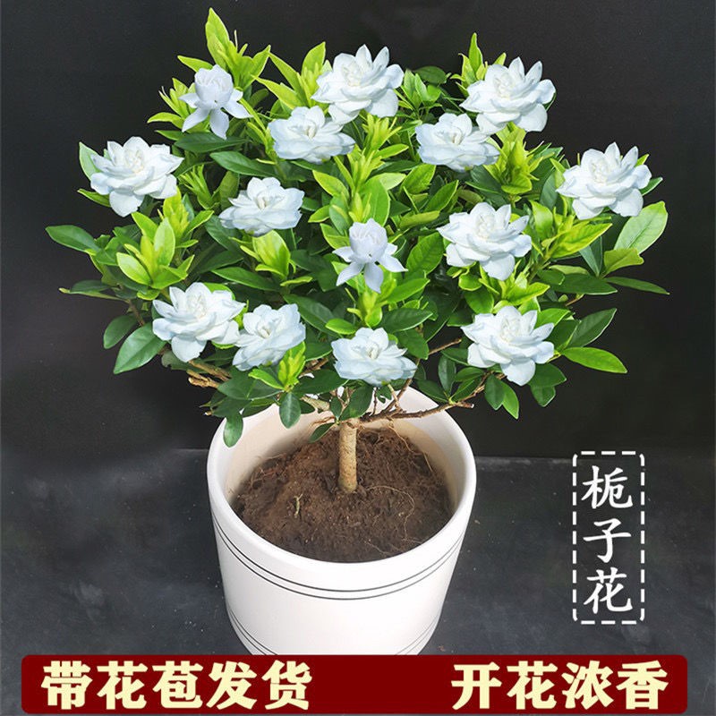 雀舌栀子花盆栽带花苞四季