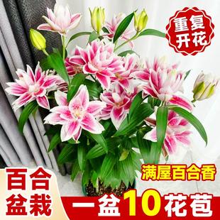 重瓣香水百合花种球盆栽带芽发货四季种植庭院好养阳台进口耐寒花