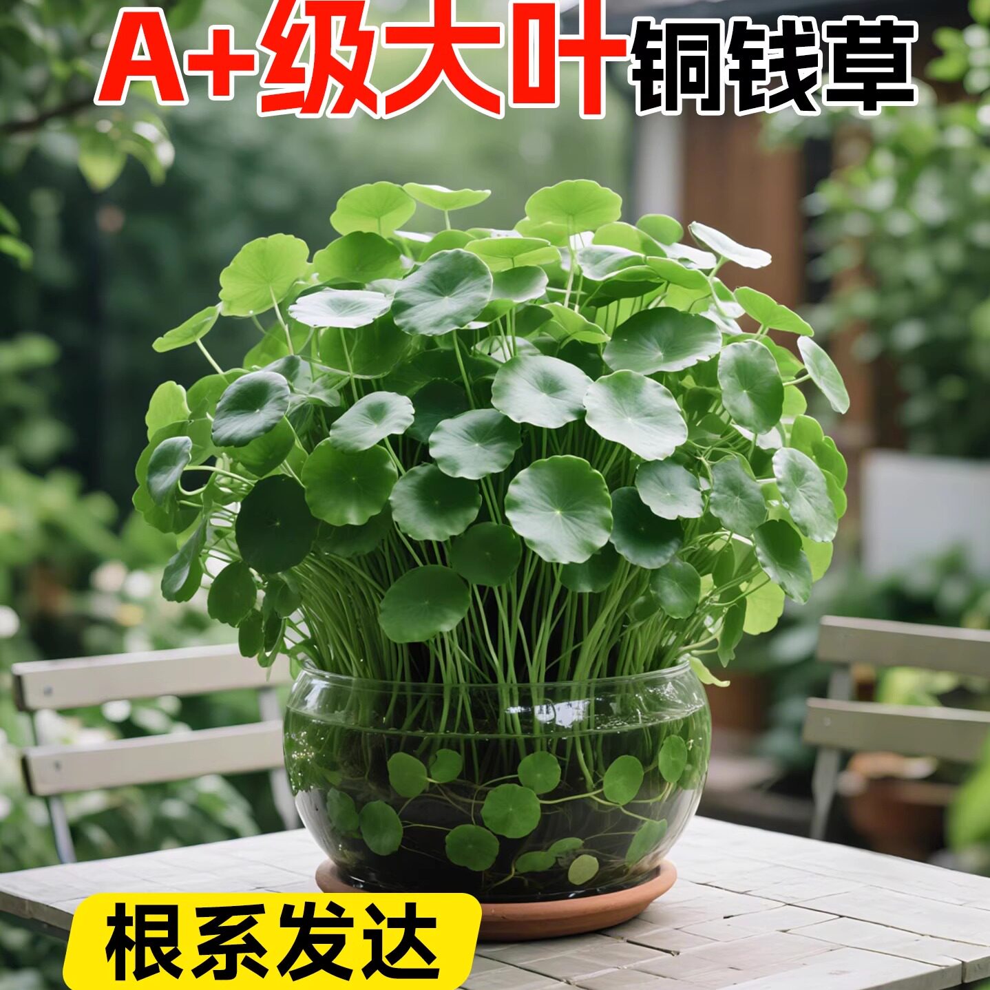 铜钱草水培植物四季好养活水养小绿植室内盆栽金钱草带叶水草阳台