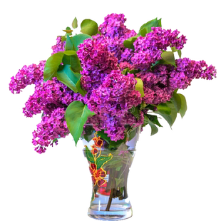 四季紫丁香花树苗欧洲盆栽花苗浓香耐寒花卉庭院大树别墅绿化植物