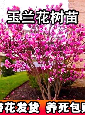 紫玉兰树苗红玉兰花树带花苞十大名贵树开花大树植物花卉室外盆栽