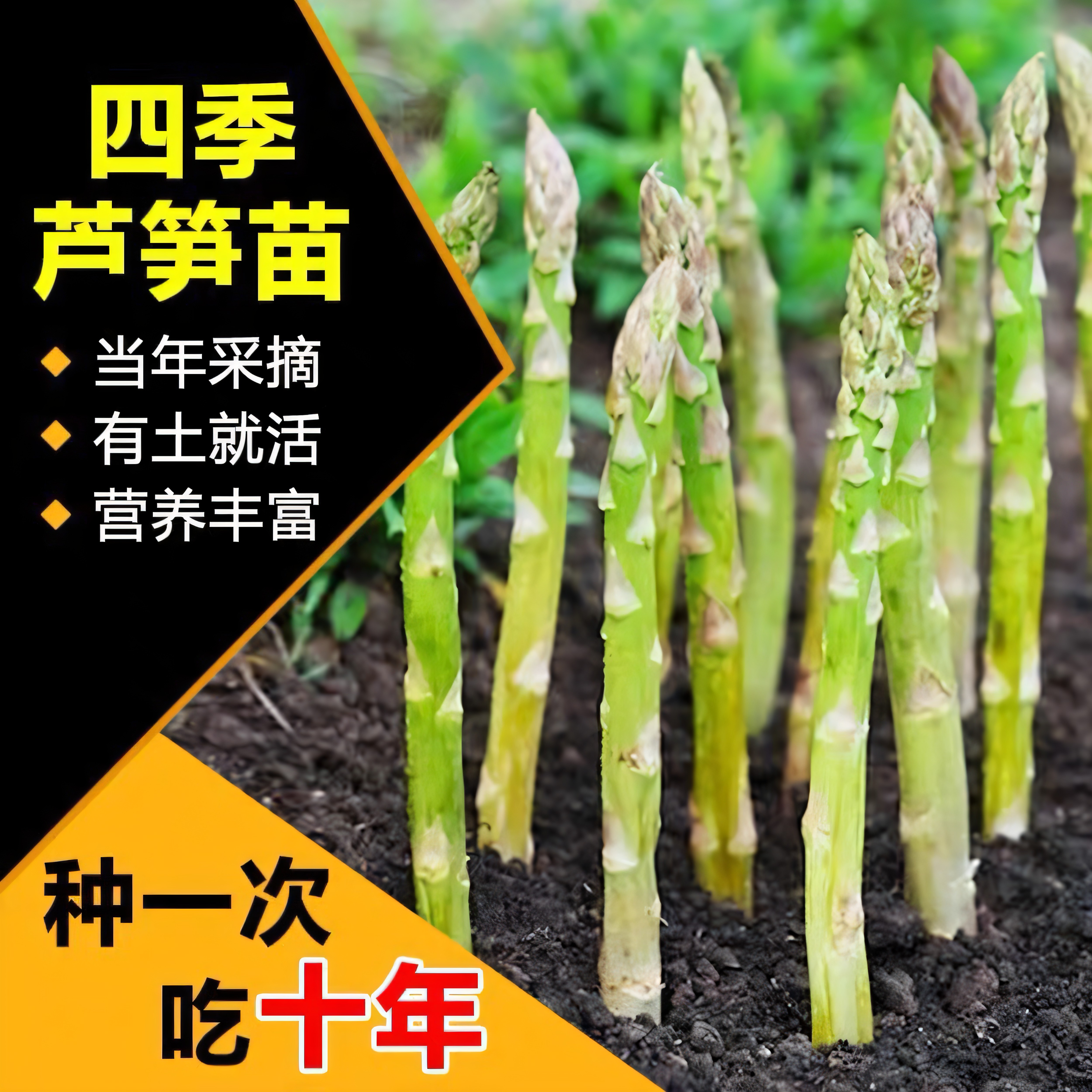 【芦笋根苗】芦笋苗根食用蔬菜苗四季多年生阳台盆栽种植芦笋树苗