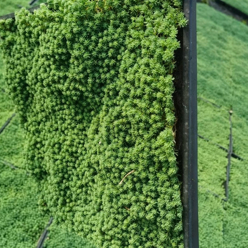 薄雪万年草中华景天黄金佛甲草垂盆草四季常青屋顶绿化苗多肉植物