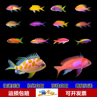 蓝眼海金鱼紫罗兰双斑宝石夏威夷紫印虎纹樱花宝石活体海水观赏鱼
