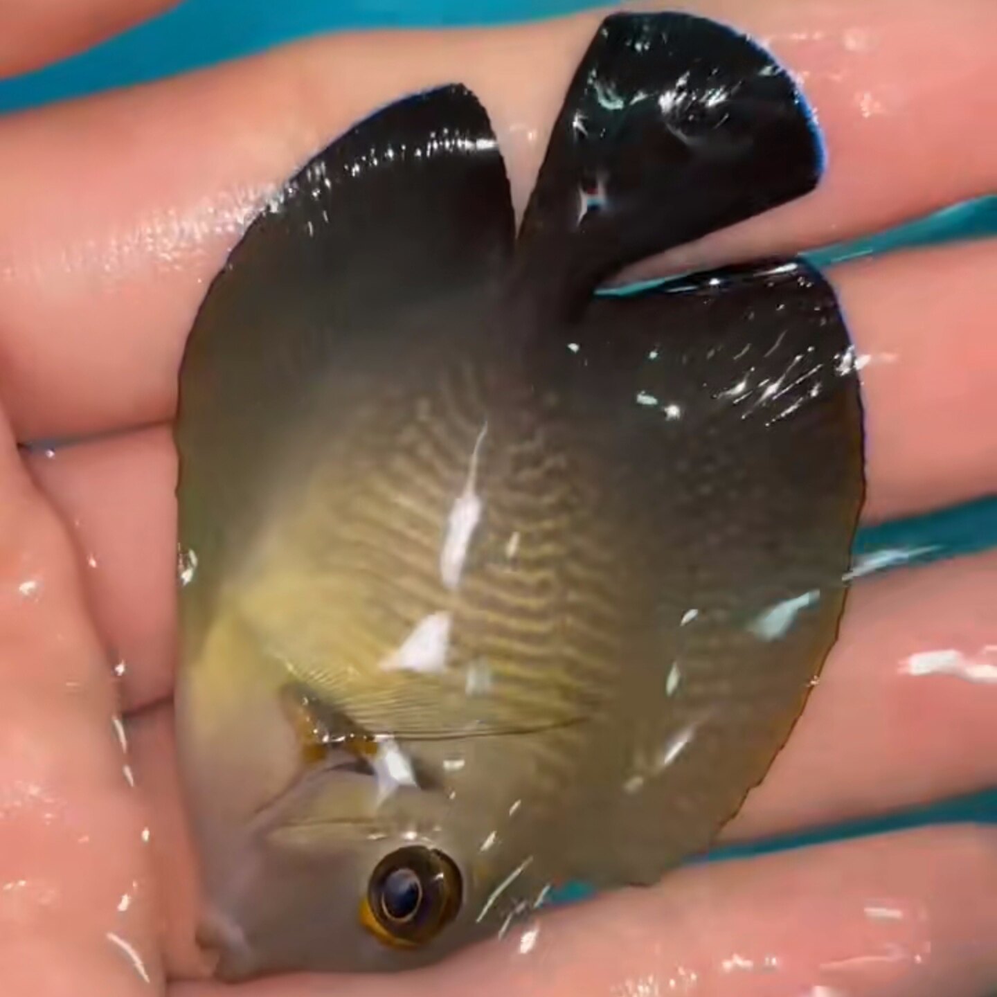 顺丰到家 运损包赔 柠檬吊海水生物活体海水鱼