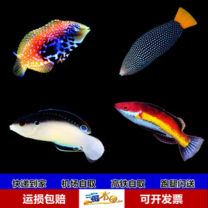 香蕉龙白肚龙东非豹纹龙黄尾珍珠