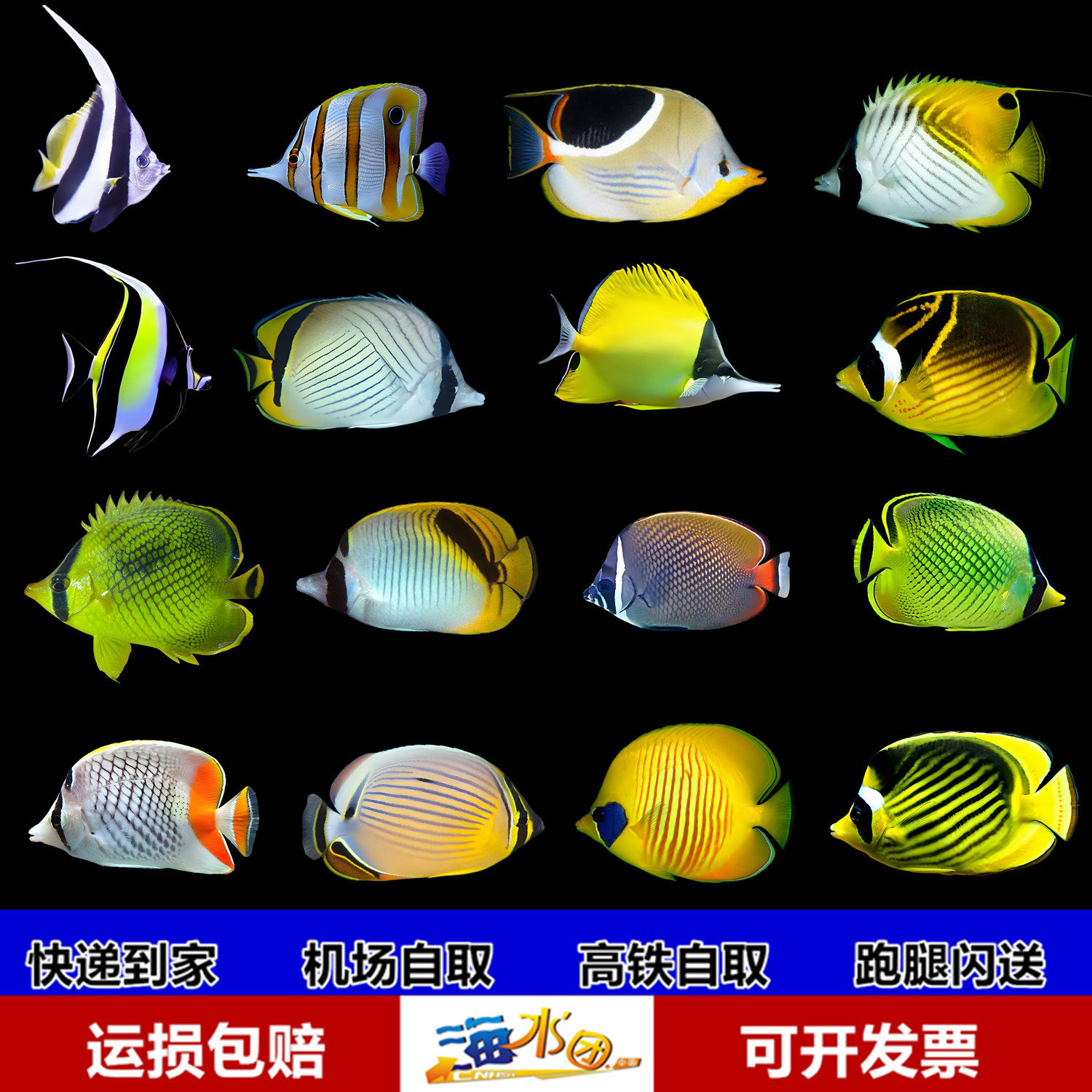 鲽鱼合集人字网虎纹蝶黄金三间火箭神像象黑白关刀海水观碟鱼活体