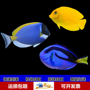 蓝吊篮吊粉蓝吊粉篮吊黄吊海水观赏鱼活体紫红海骑士吊类合集