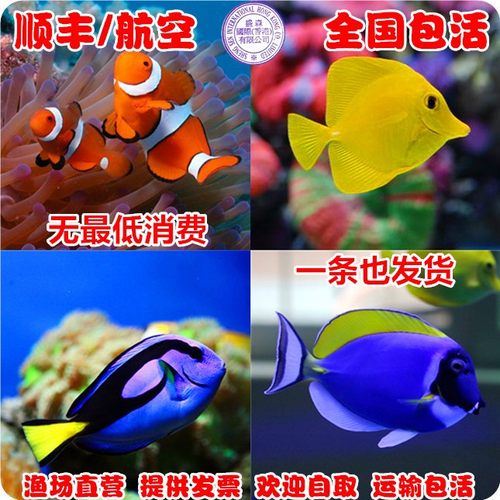 海水鱼 活体 黄金吊 蓝吊 粉蓝 尼莫 黑背心 公子小丑  观赏 珊瑚