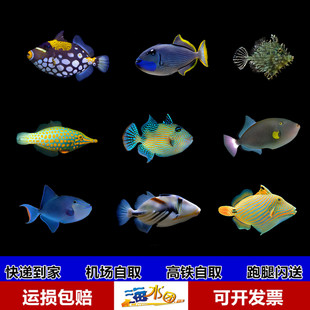 鸳鸯玻璃黑肚玉米小丑蓝纹魔鬼黄斜纹蓝面炮弹海水鱼观赏活体珊瑚