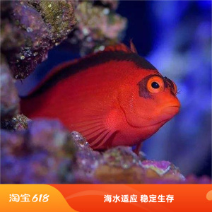 海水团顺丰到家运损包赔火焰鹰
