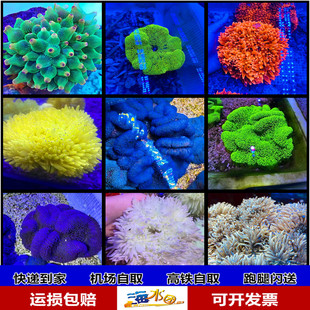 粉红绿奶嘴紫蓝短长须地毯金点紫点白公主海葵顺丰到家运损包赔