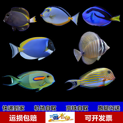 蓝吊粉蓝吊一字吊大帆吊天狗吊