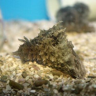 拍下选货 顺丰报损 食藻海猪 海水缸活体 生物 工具鱼吃藻利器