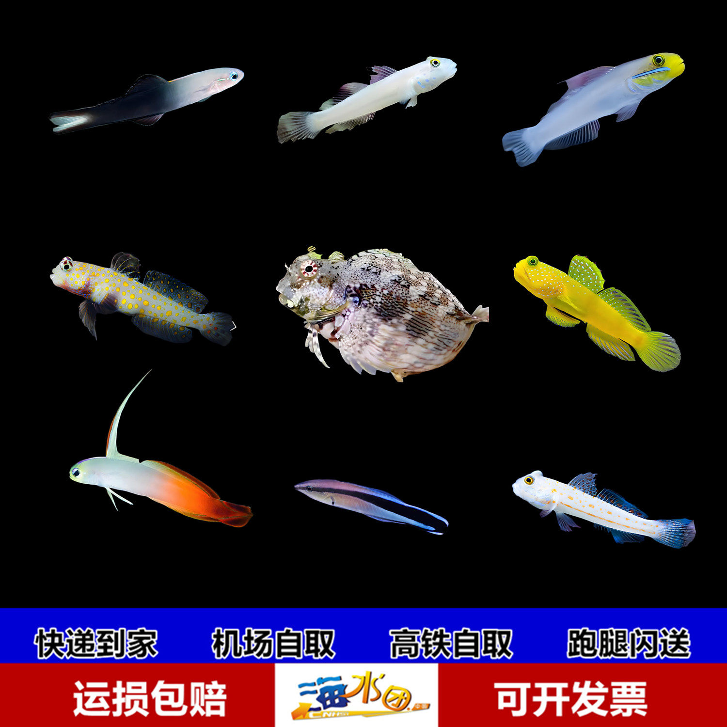雷达飘飘医生黄金头五彩圆点青蛙西瓜刨橙点钻石哨兵白虾虎喷射机