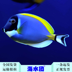 拍下选货黄金倒吊粉蓝活体海水鱼