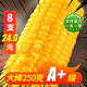 2025玉米新鲜东北糯玉米现摘真空锁鲜粗粮代餐黄黑甜糯粘玉米棒子