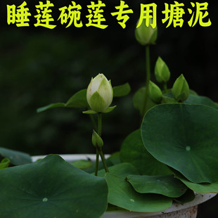 塘泥淤泥塘泥块荷塘泥淤泥土睡莲泥睡莲专用土塘泥土碗莲泥泥水龟