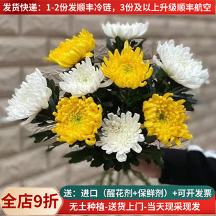 鲜花菊花清明纪念黄白大菊花束云南昆明斗南基地直发新鲜顺丰包邮
