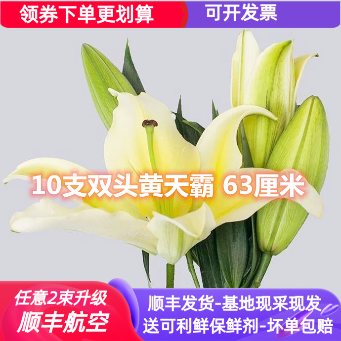 黄百合花鲜花直批百合新鲜家用水养黄天霸云南基地直发花束插黄色