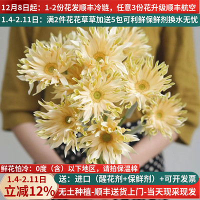 稀有弗朗花多色可选基地直发