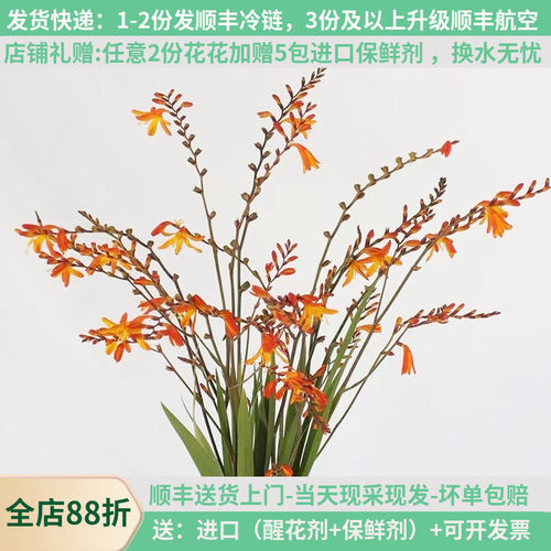 鲜花火焰蓝斗南包邮直草家用水