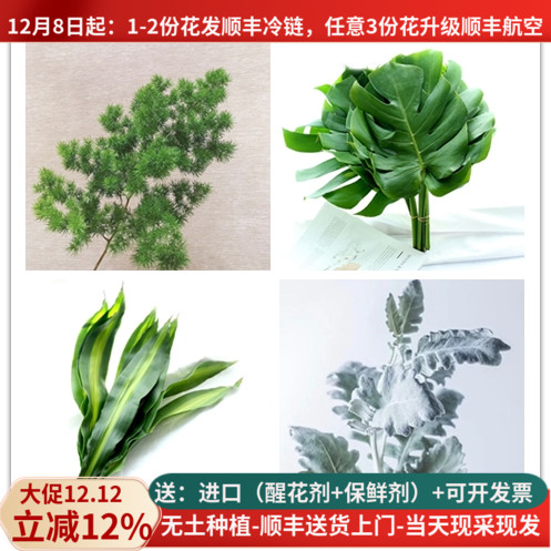 配叶天门冬春兰富贵鸟玉簪艾草