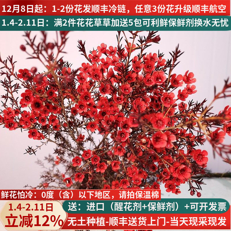 A级红色澳洲腊梅云南昆明斗南基地直发花卉花瓶插花束奥梅年宵花,鲜花速递/花卉仿真/绿植园艺,花材,淘宝优惠券,粉丝福利购,淘宝优惠卷