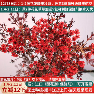 A级红色澳洲腊梅云南昆明斗南基地直发花卉花瓶插花束奥梅年宵花