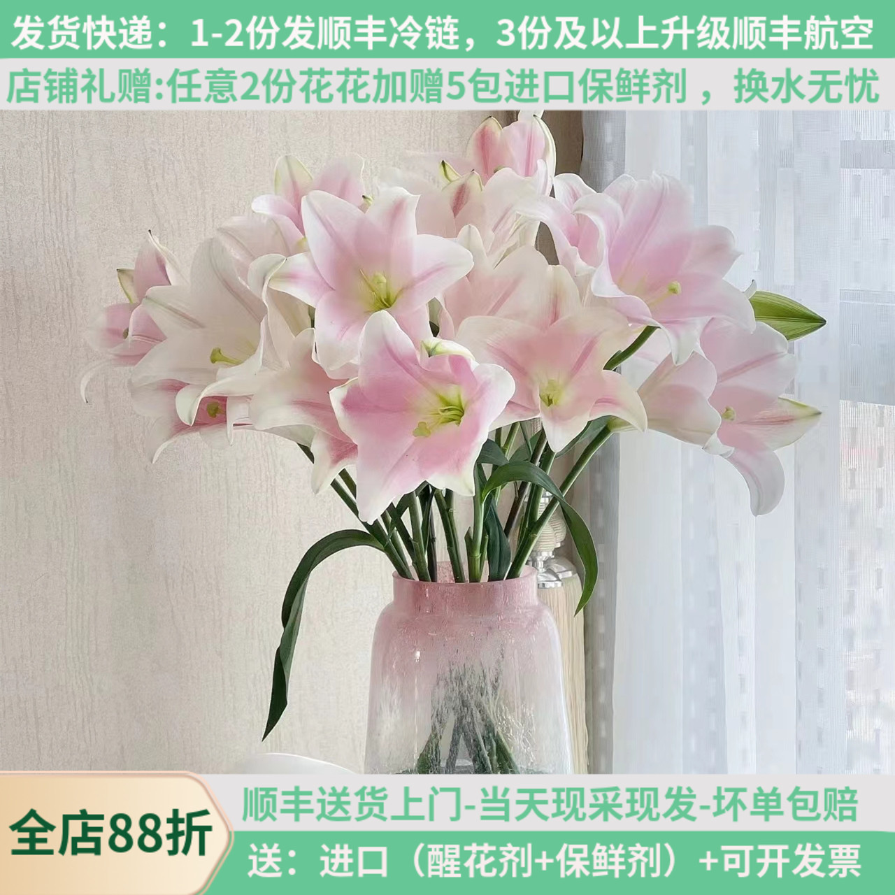 稀有彩铁炮喇叭花淡香