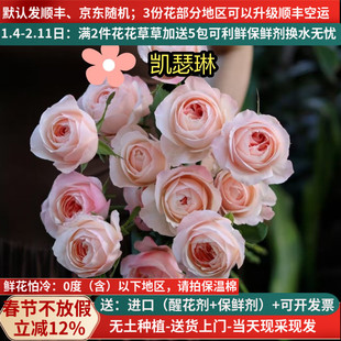 稀有A级玫瑰花洛神雪山高原红云南鲜花基地直发斗南市场插花真花