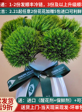 绿毛球绿色鲜花云南昆明基地直发斗南家用水养直批家用插花客厅卧