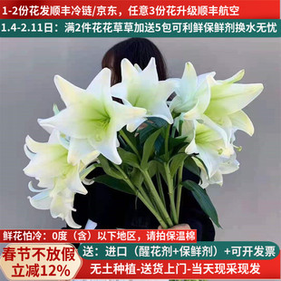 铁炮百合鲜花云南鲜切花基地直发昆明斗南直批空运水养花白色真花