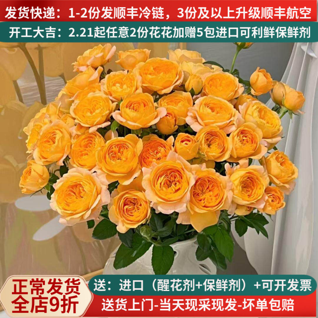多头玫瑰橙色芭比巧克力鲜花云南直批家用花束基地直供泡泡蔷薇