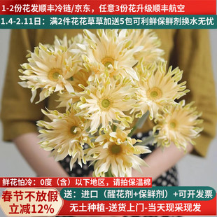 鲜花弗朗花空气卷香格里拉北海道非洲菊云南鲜花基地直发水养婚庆