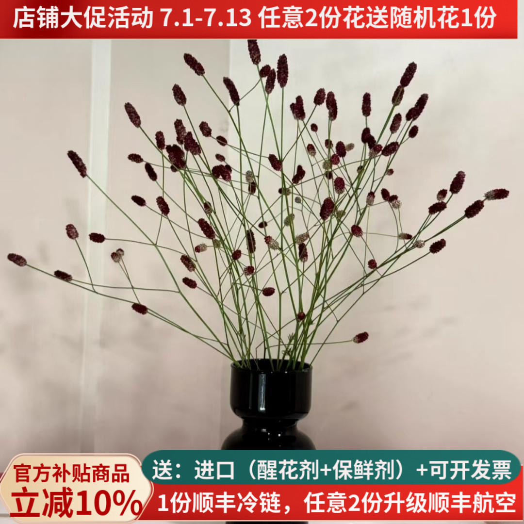 进口肯尼亚花材地榆花云南昆明斗南鲜花基地直发家用水培插花束红