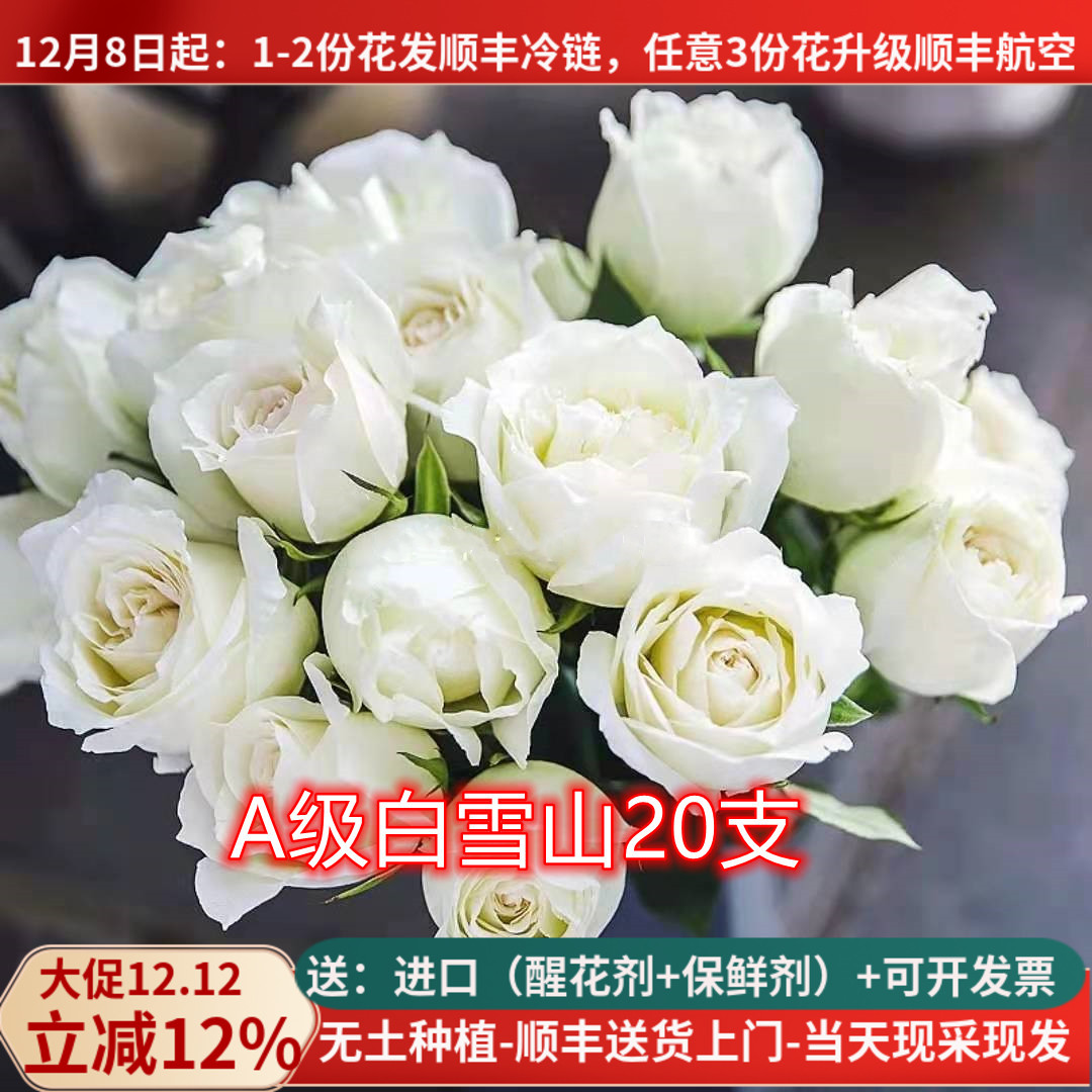 A级白雪山白玫瑰，当天采摘发货