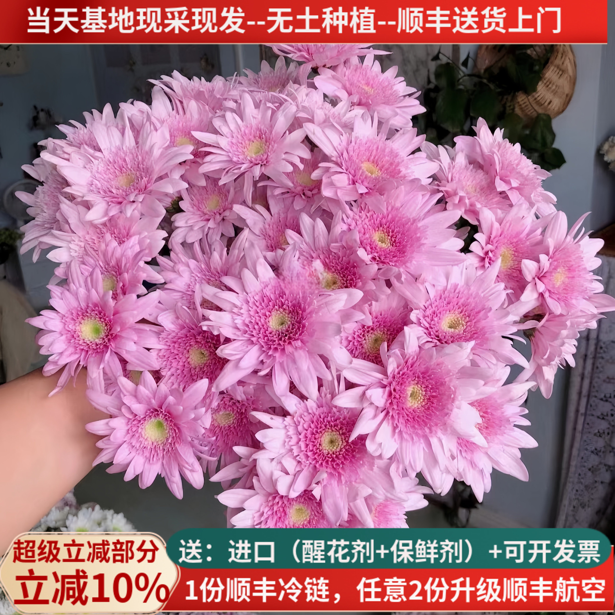 稀有新品小雏菊弥勒粉直发顺丰