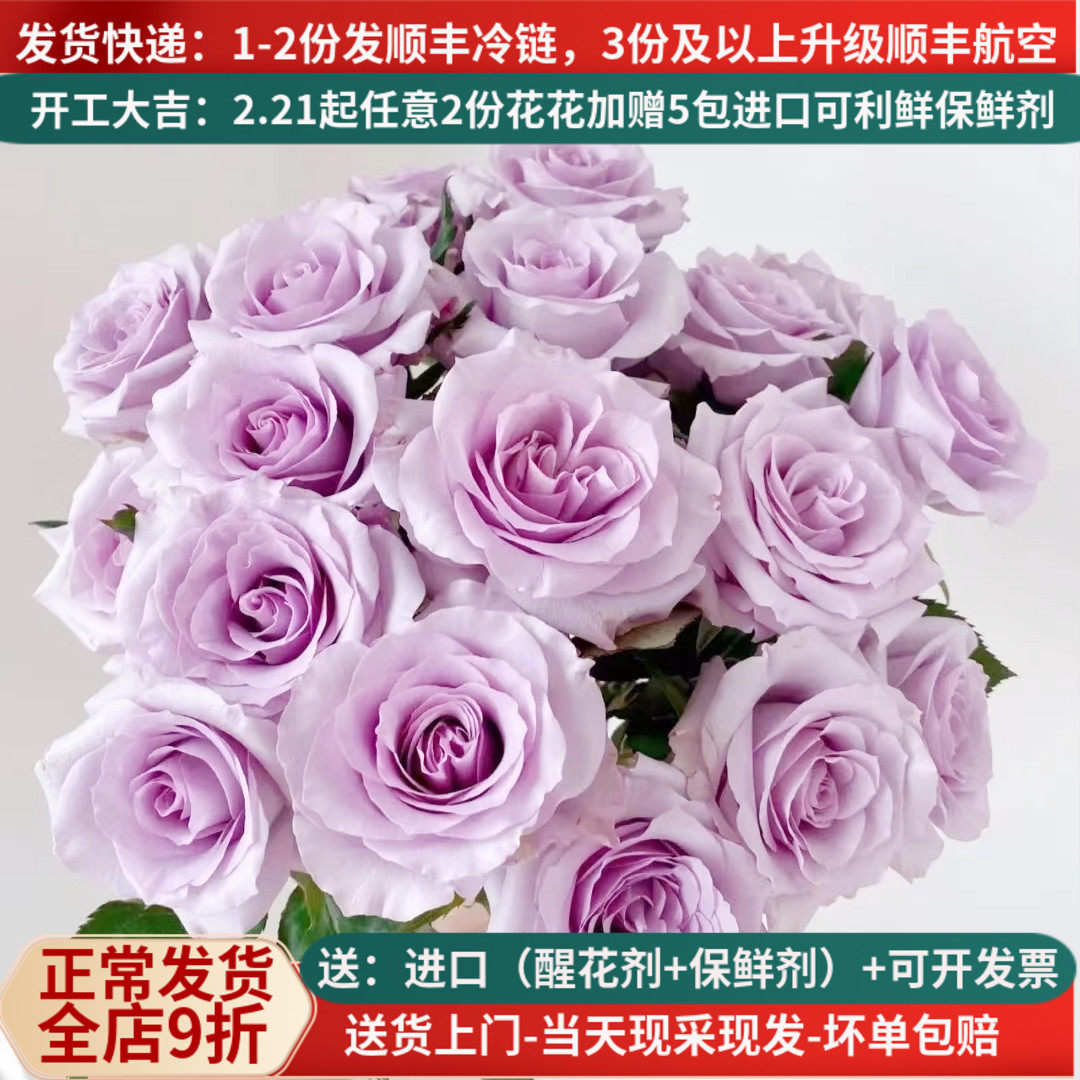 A级紫色玫瑰花海洋之歌云南鲜花基地直发家用水养插花教师节顺丰