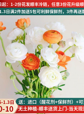 蝴蝶洋牡丹毛茛芍药鲜花云南基地直发昆明斗南直批家用插花水养