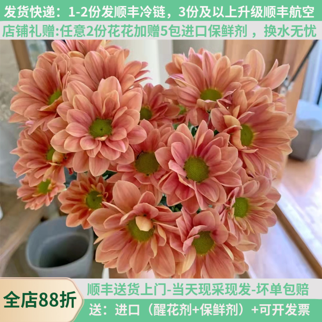 三文鱼小雏菊花期超长基地直发