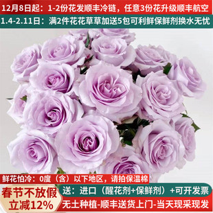 A级海洋之歌玫瑰直批花束基地直供直发家用斗南花市云南鲜花紫色